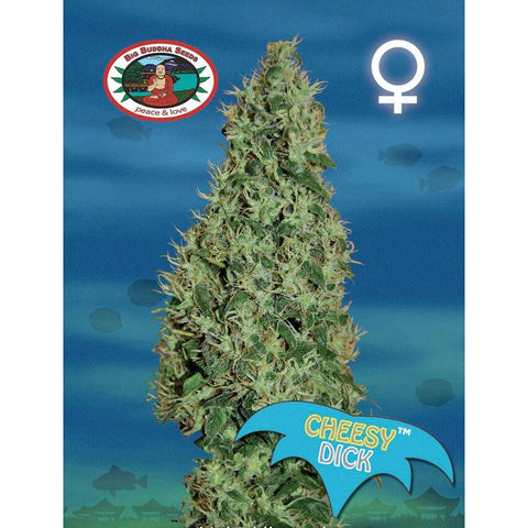 Cheesy Dick - Feminised - Big Buddha Seeds