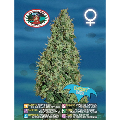 Cheesy Dick - Feminised - Big Buddha Seeds
