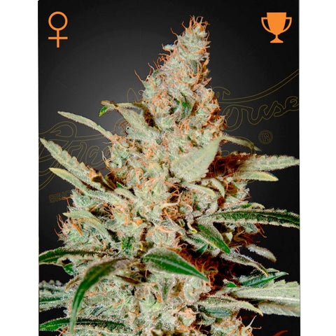 Chemdog - Feminzed - Green House Seeds