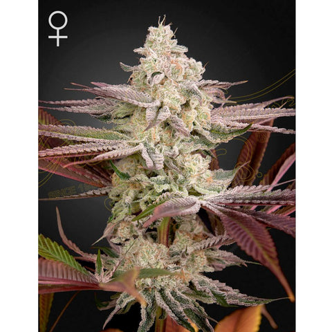Chemical Bride - Feminzed - Green House Seeds