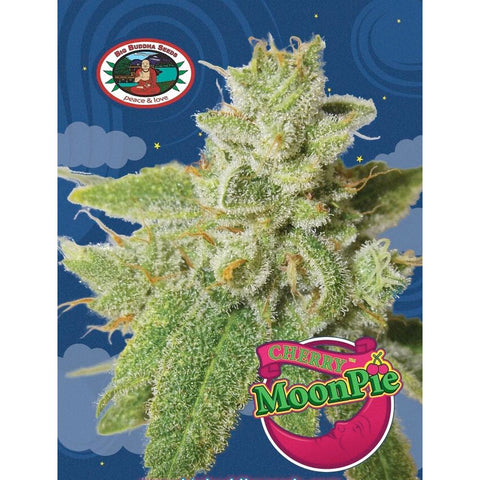 Cherry Moon Pie - Feminised - Big Buddha Seeds
