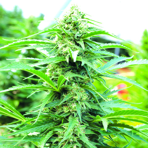 Cherry O.G. - Feminzed - Emerald Triangle Seeds