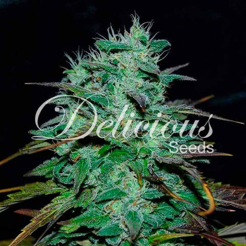 Chocobang - Feminised - Delicious Seeds