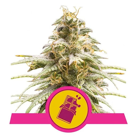 Chocolate Haze - Feminzed - Royal Queen Seeds
