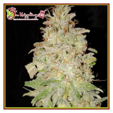 Chocolate Orange Auto - Autoflowering - Dr Krippling Seeds