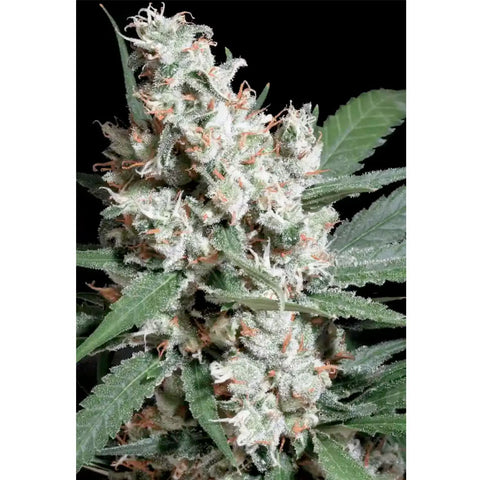 Chong's Choice L.A. Amnesia - Feminzed - Paradise Seeds