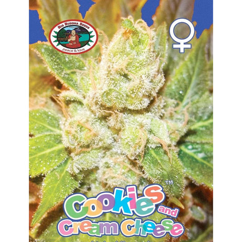 Cookies & Cream Cheese - Feminised - Big Buddha Seeds