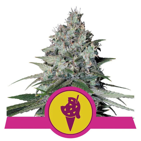 Cookies Gelato - Feminzed - Royal Queen Seeds