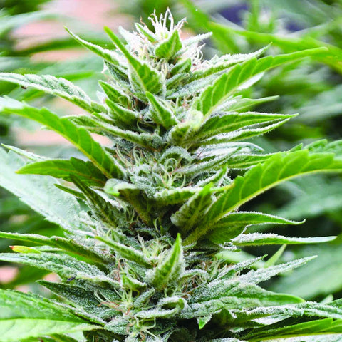 Cookies x 707 Headband - Feminzed - Emerald Triangle Seeds