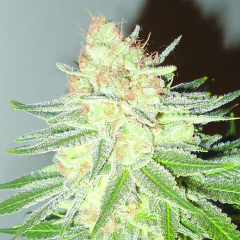 Cotton Candy Cane - Feminzed - Emerald Triangle Seeds