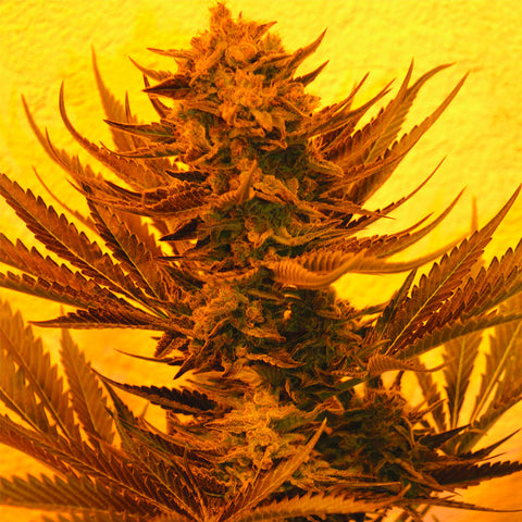 Critical 707 CBD - Feminzed - Emerald Triangle Seeds