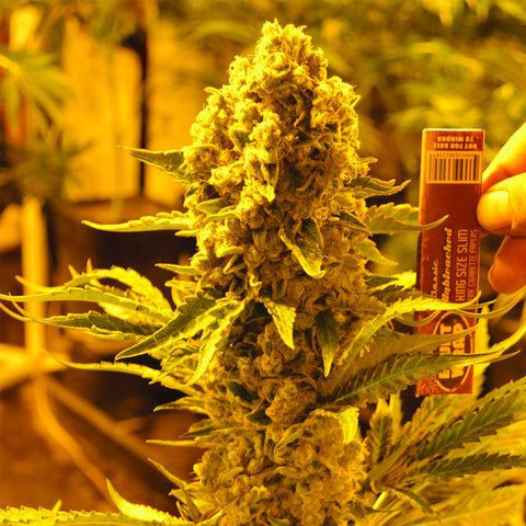 Critical 707 - Feminzed - Emerald Triangle Seeds