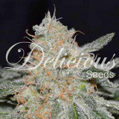 Critical Neville Haze 2.0 - Feminised - Delicious Seeds