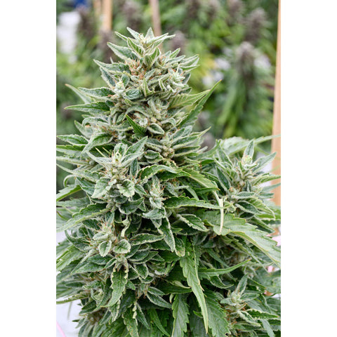 Critical Sour Diesel CBD - Feminzed - Emerald Triangle Seeds