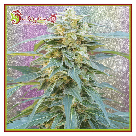 D.K. Won - Feminised - Dr Krippling Seeds