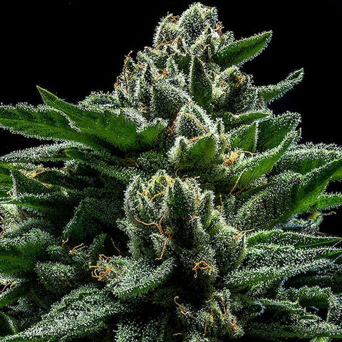 DO-G - Feminzed - Ripper Seeds