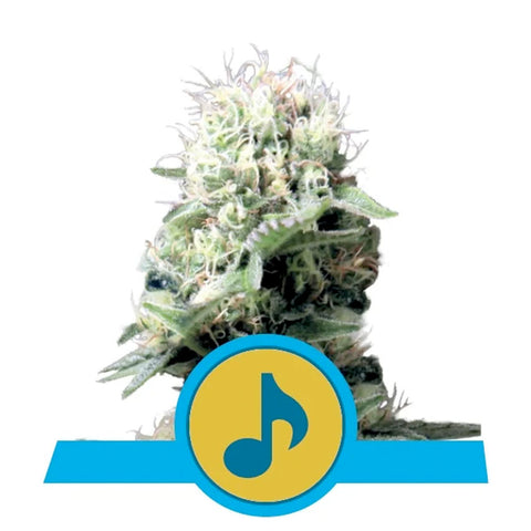 Dance World CBD - Feminzed - Royal Queen Seeds