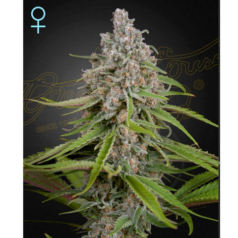 Deep Candy CBD - Feminzed - Green House Seeds