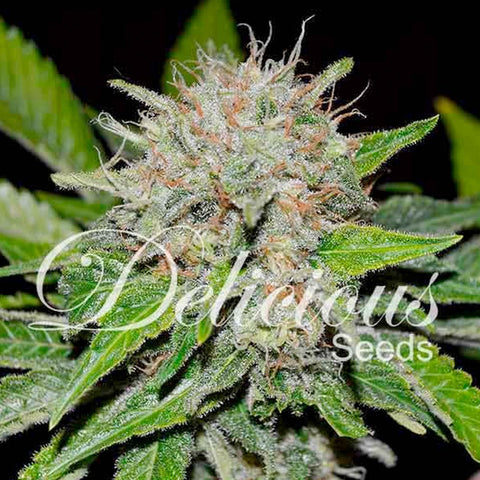 Deep Mandarine - Feminised - Delicious Seeds