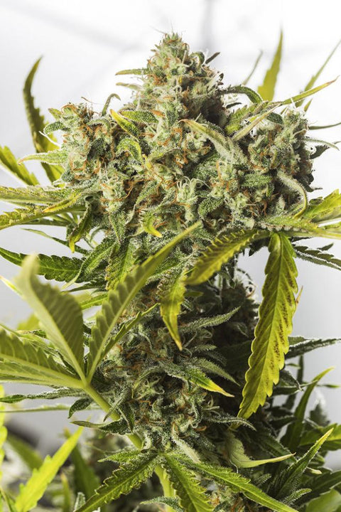 Blue Critical - Autoflowering - Dinafem