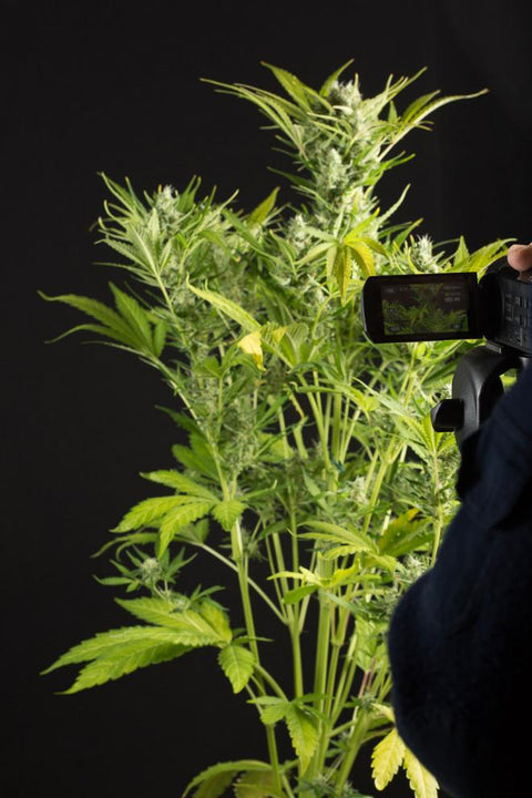 Blue Critical - Autoflowering - Dinafem