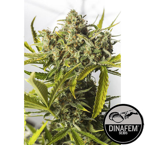 Blue Critical - Autoflowering - Dinafem