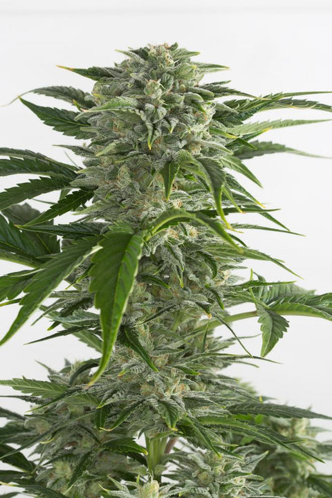 Bubba Kush - Autoflowering - Dinafem