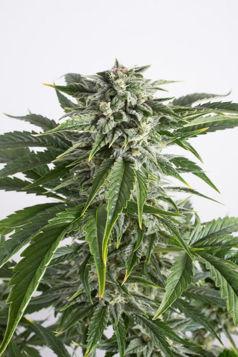 Bubba Kush - Autoflowering - Dinafem