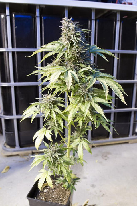 Bubba Kush - Autoflowering - Dinafem