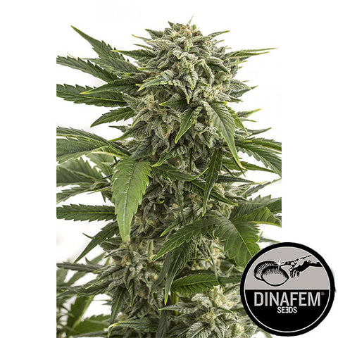 Bubba Kush - Autoflowering - Dinafem