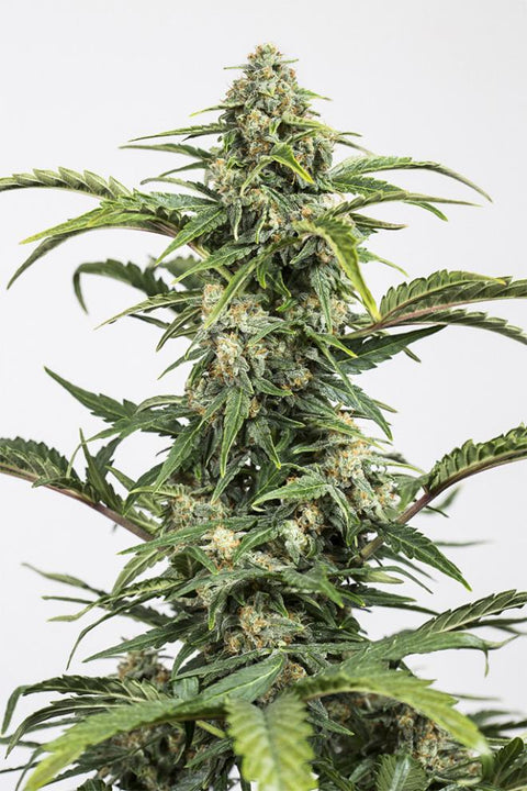 Dinamed CBD - Autoflowering - Dinafem