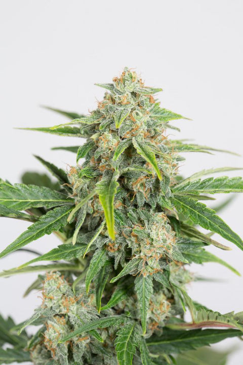 Dinamed CBD - Autoflowering - Dinafem