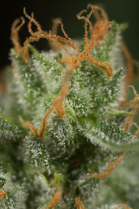 Dinamed CBD - Autoflowering - Dinafem