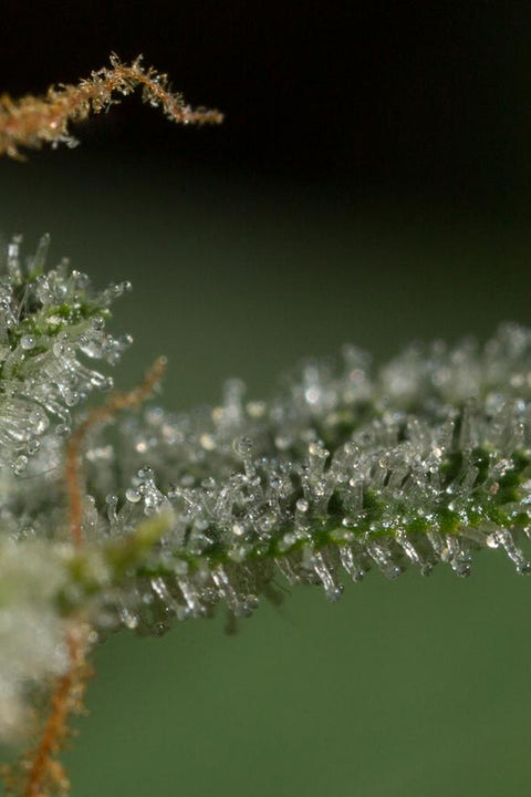 Dinamed CBD - Autoflowering - Dinafem