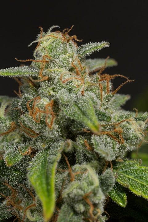 Dinamed CBD - Autoflowering - Dinafem