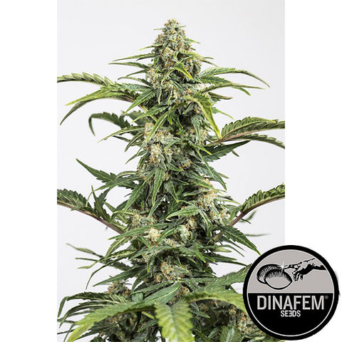 CBD Seeds