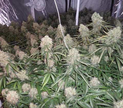 Moby Dick XXL - Autoflowering - Dinafem