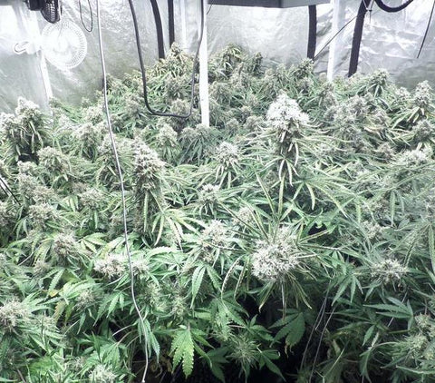 Moby Dick XXL - Autoflowering - Dinafem