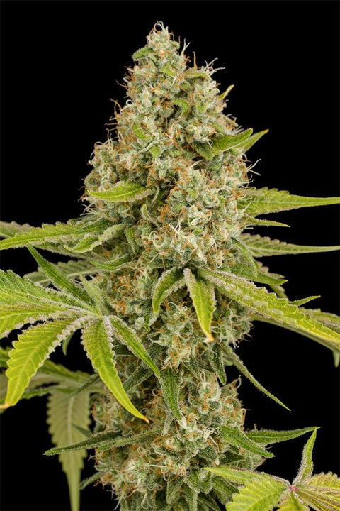 OG Kush - Feminised - Dinafem