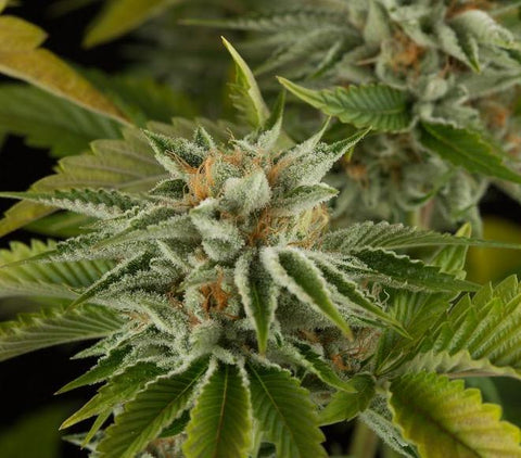 OG Kush - Feminised - Dinafem