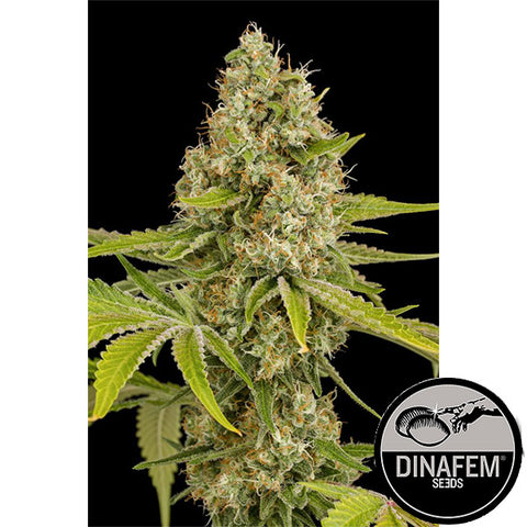 OG Kush - Feminised - Dinafem