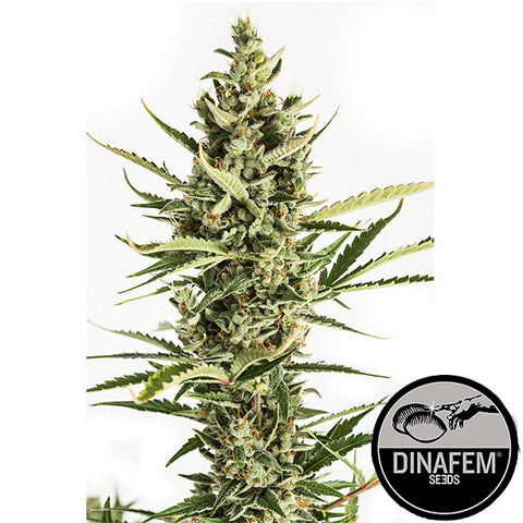 Amnesia XXL - Autoflowering - Dinafem