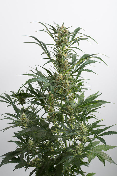 Amnesia XXL - Autoflowering - Dinafem