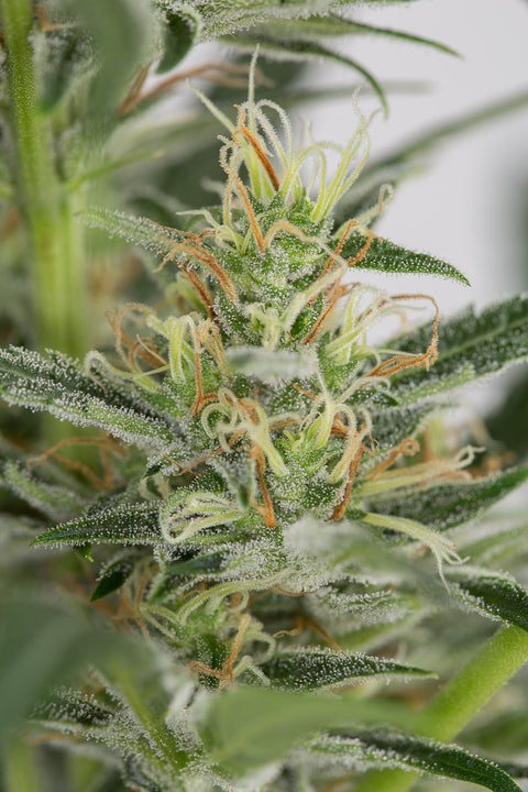 Amnesia XXL - Autoflowering - Dinafem