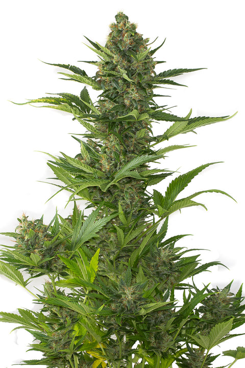 Amnesia XXL - Autoflowering - Dinafem