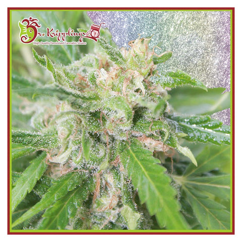 Dizzy Lights Auto - Autoflowering - Dr Krippling Seeds