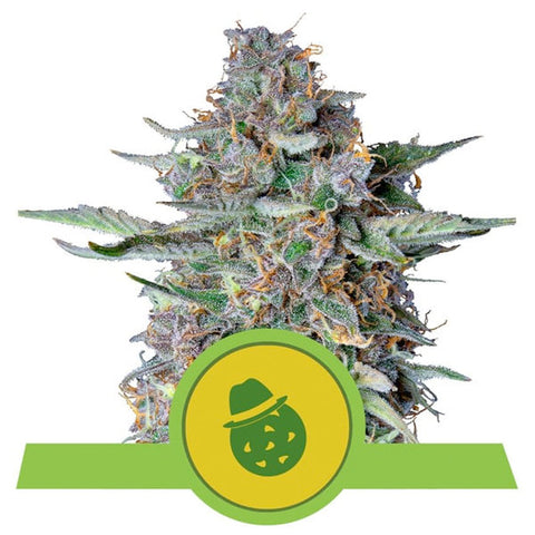 Do-Si-Dos Auto - Feminzed & Autoflowering - Royal Queen Seeds