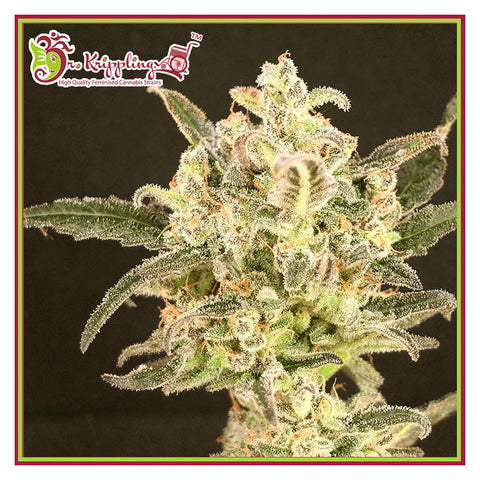 Dolly Kush - Feminzed - Dr Krippling Seeds