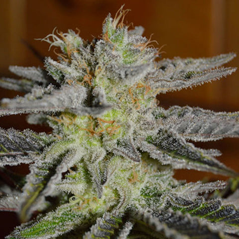 Double Black - Feminized - G13 Labs Seeds
