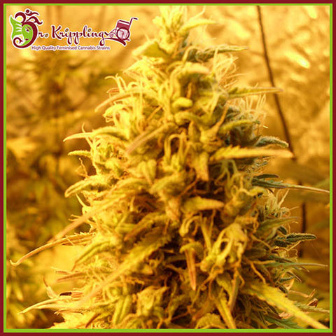 Teasy Mist Tree - Feminised - Dr Krippling Seeds